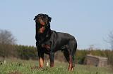 ROTTWEILER 589